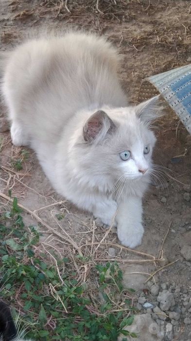 Продаётся котик Скотш страйк