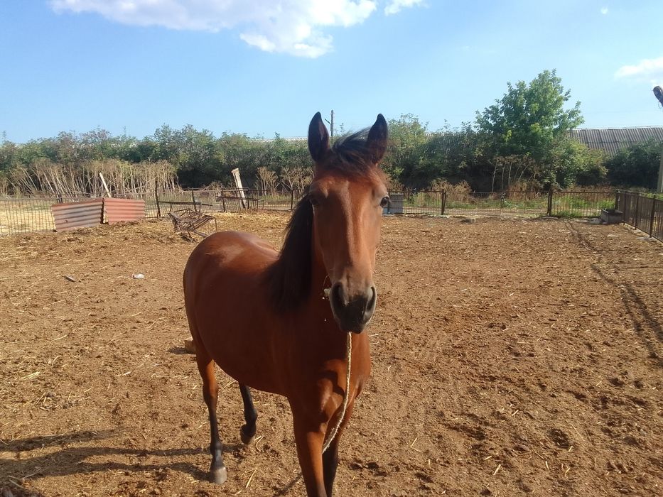 Конче женско на година и пет  месеца