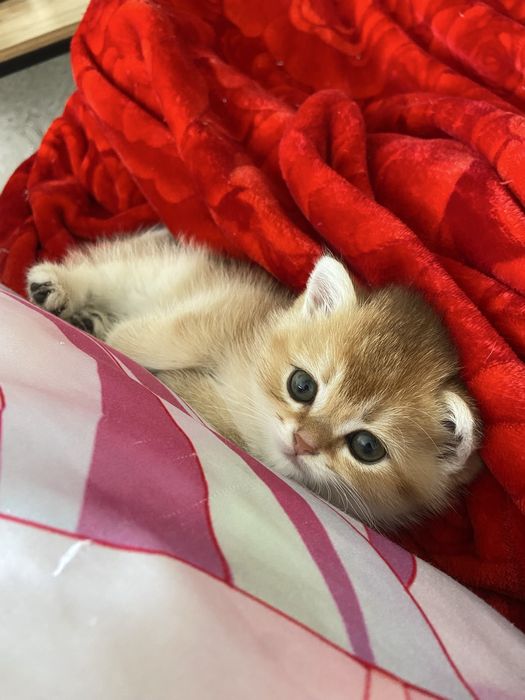 Котята золотые шиншиллы