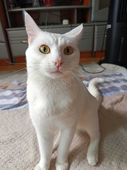 Отдам кота в хорошие руки.