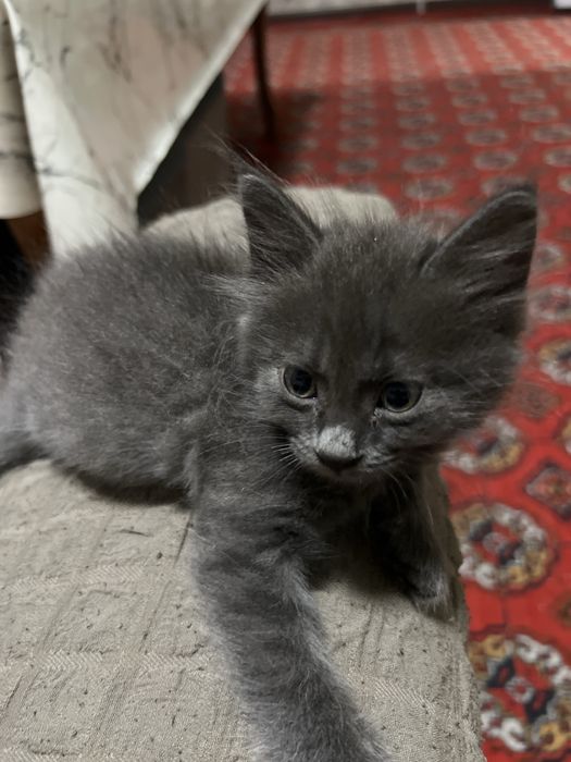 Transseksual Kremenchukda sana qidirmoqda