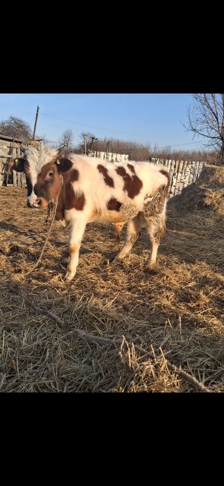 Продам быка , 1 год.