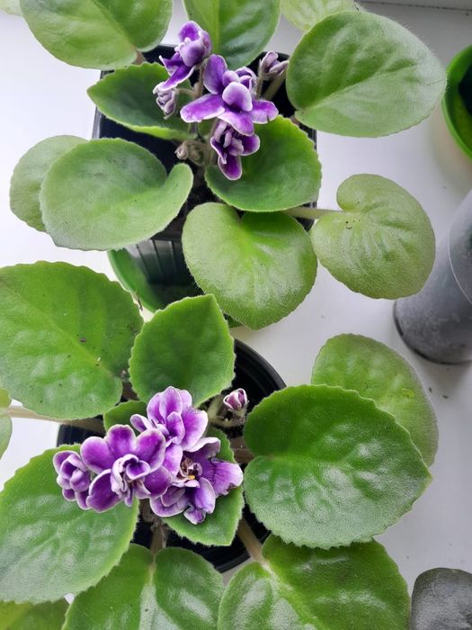 Герань белая на цвету