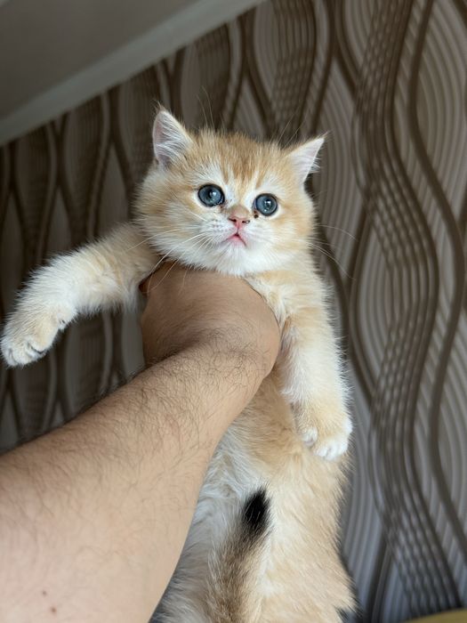Котята Scottish Fold / British Shorthair золотая шиншилла
