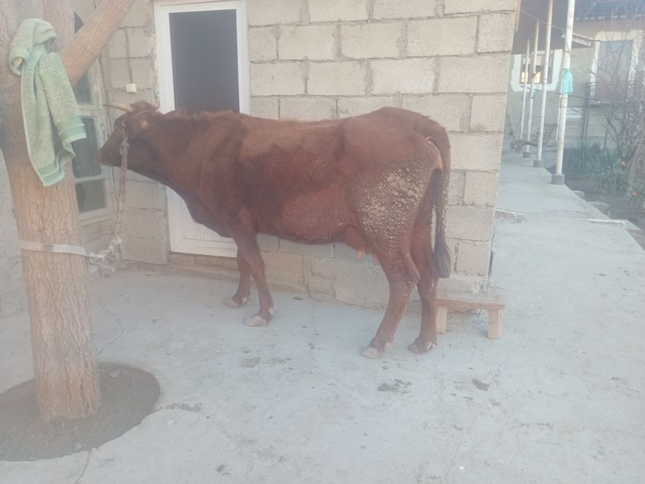 Yakka sigir sotiladi 6 litr  suti bor  2 qorin tuqqan
