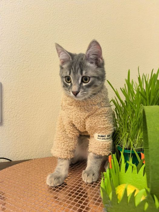 Котенок мальчик в добрые руки