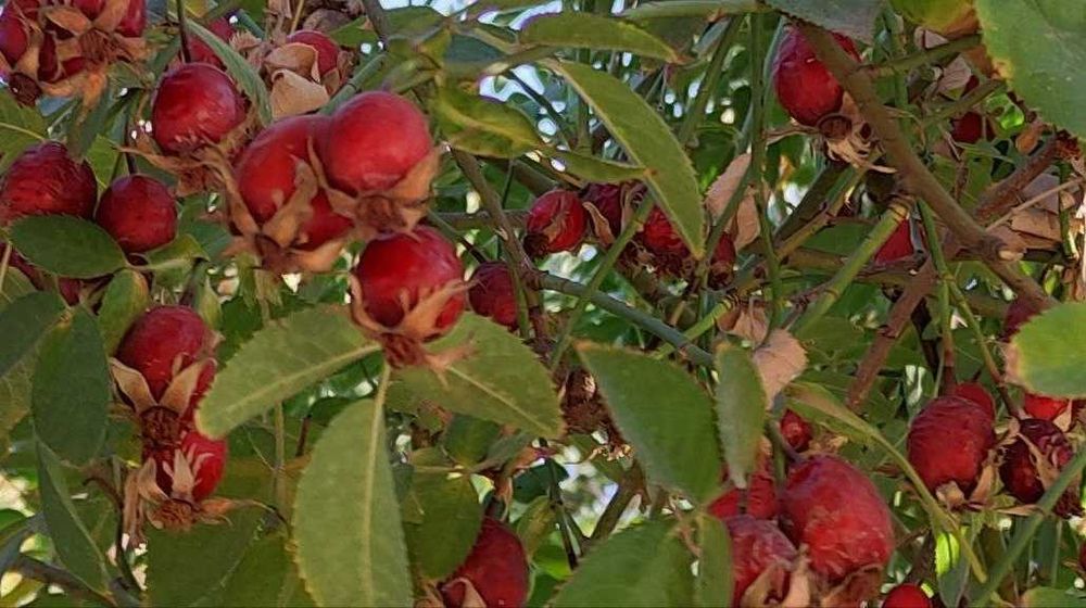 Шиповник с куста