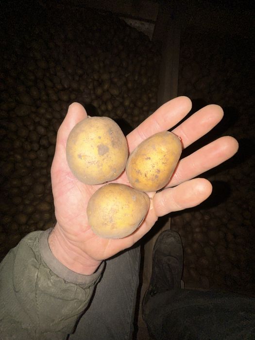 cartofi de sămânță Bellarosa Carrera Jelly