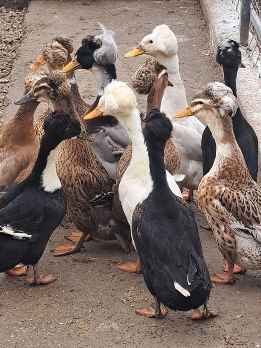 Vând ouă de Rată moțată