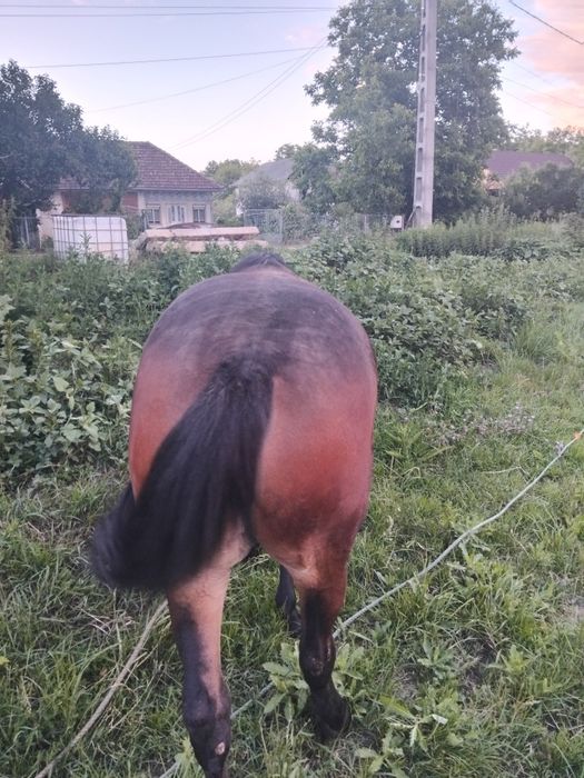 Schimb mânză de 1 an si 6 luni