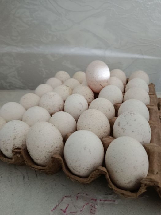 Курка тухумлари сотилади