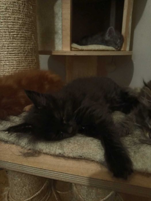 Котенца Мейн куун