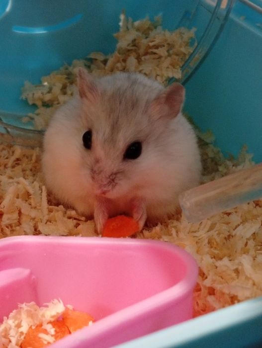 Продам хомяка, белый джунгарик