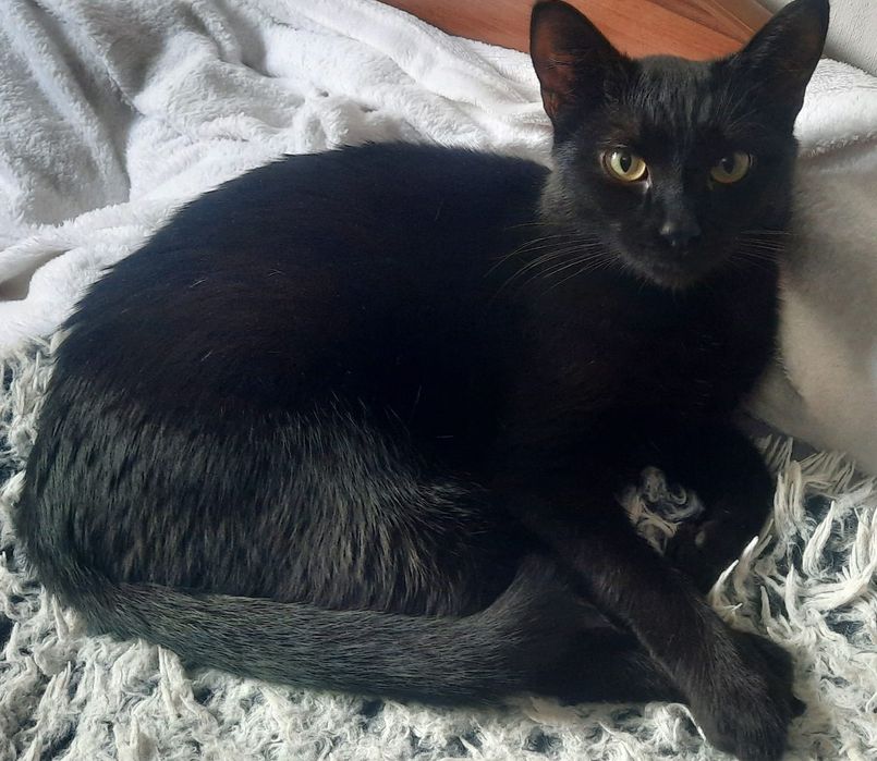 Отдам кота-добряка в добрые руки