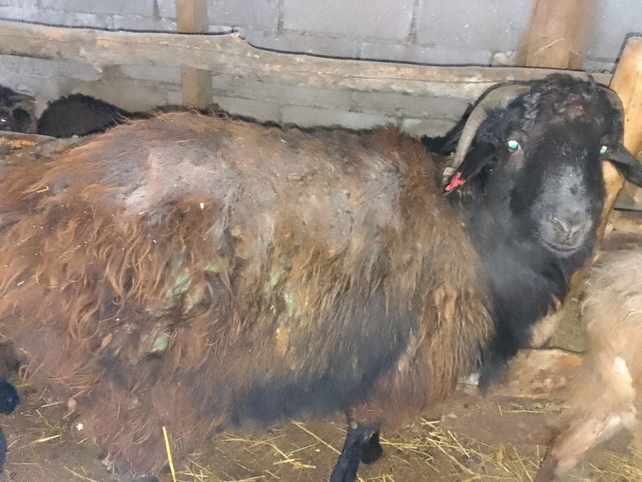 Қой сатылады. 1k