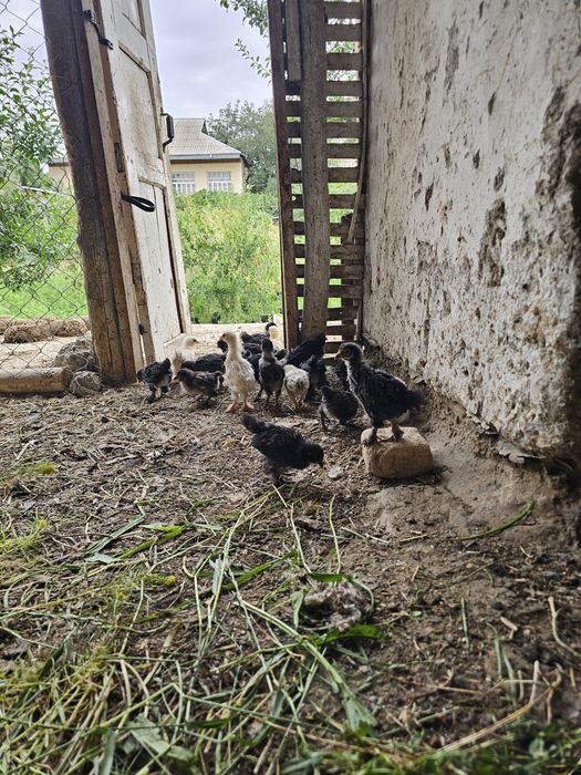 35 mingga Brama joʻjalari -  1 oylik,  uy sharoitida