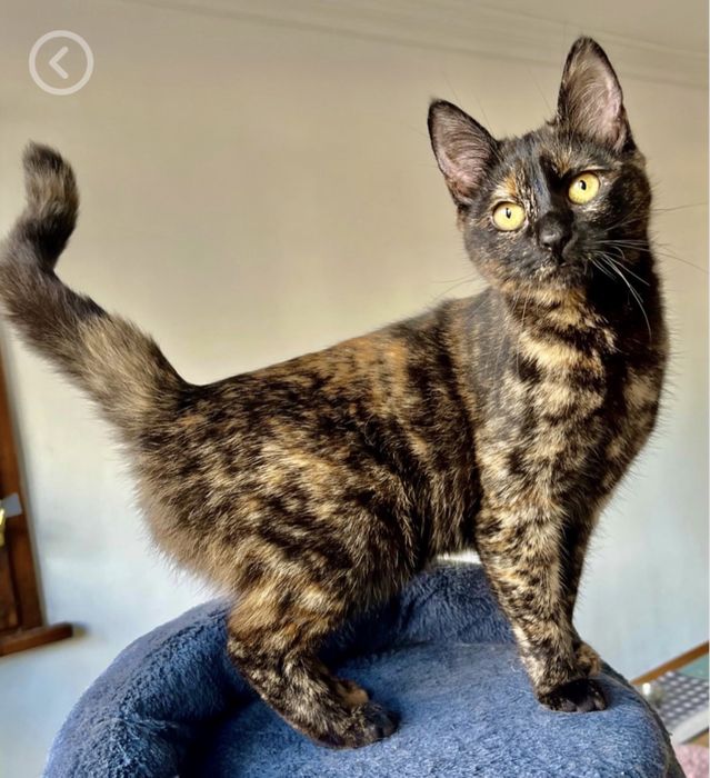 Женска костенуркова  котка търси дом