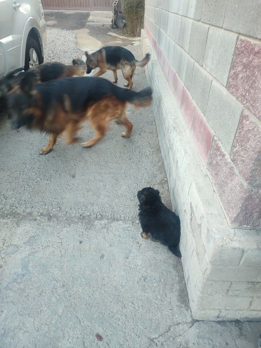 Немецкая овчарка