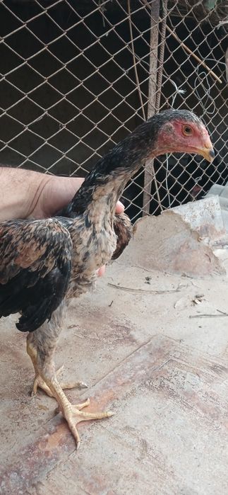 Куланги жужала сотилоди , 1 хуроз 5 товук , 4 айлик, 250дан галишилади