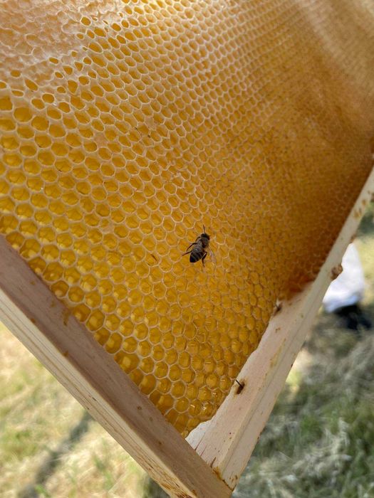 Пчелен мед от Средна гора