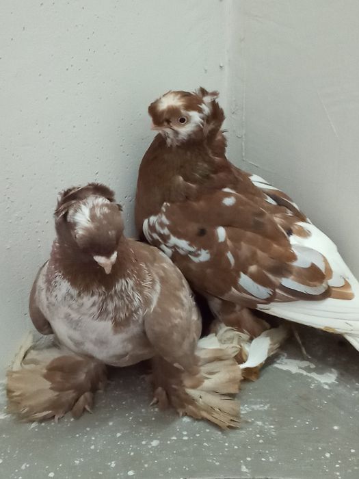 Самец орех чубатый чин, самочка двухч