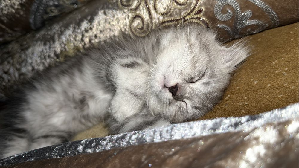 котенок маленкий мальчик
