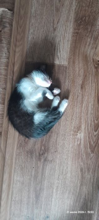 Отдам в добрые руки