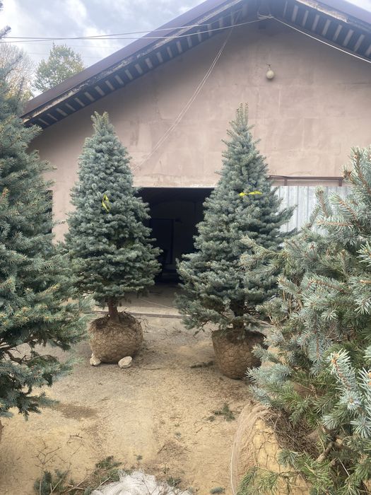 Brazi normandiana argintii