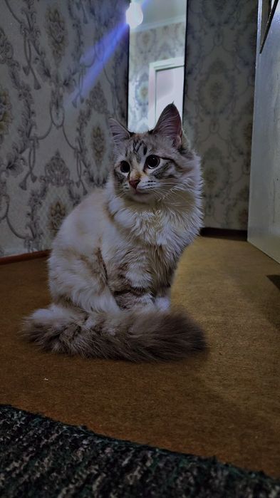 Ajoyib imkoniyat narhini kelishamiz