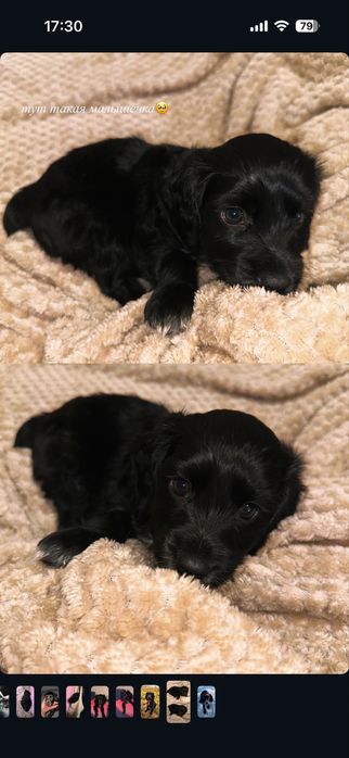 Щенок РОС 8 месяцев