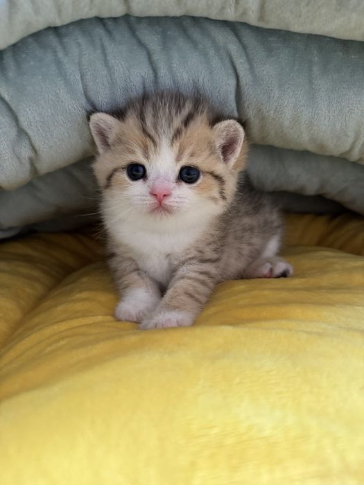 Продается сотилади