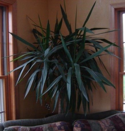 palmier yucca 70-150 cm