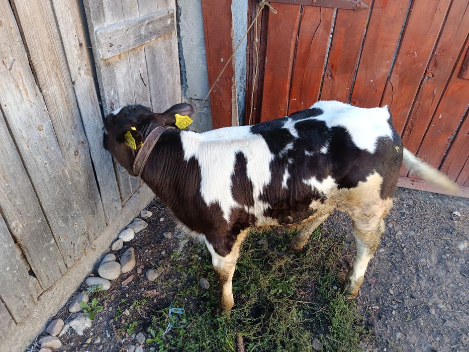 Vând vițel belgian