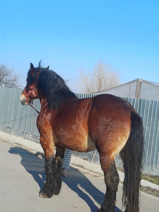 De vânzare cal armăsar învârstă de trei ani