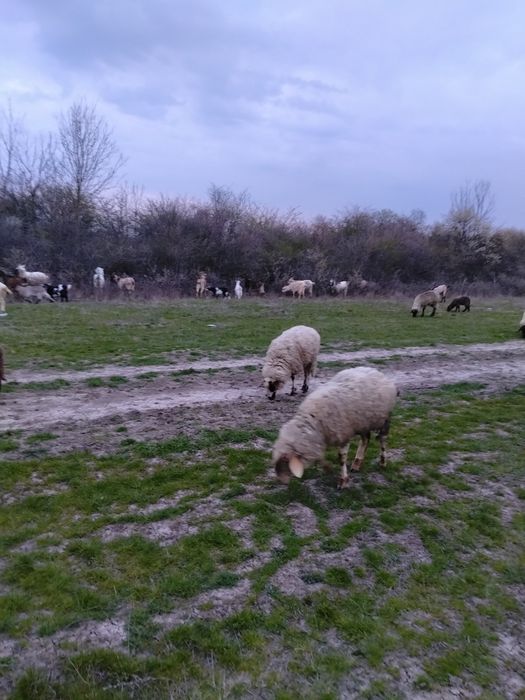 Vând Oi și miei și Berbec și Capre și iezi și țap