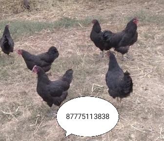 Куры петухи черные на лечение пишите на Ватсап.