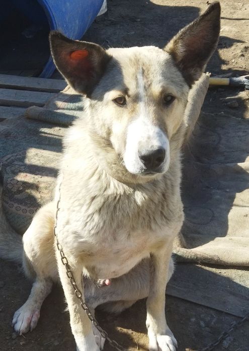 В добрые руки собака