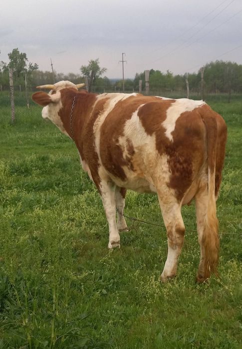 Vând vacă bălțată românească cu vitel