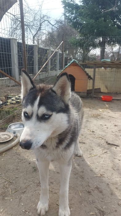 Donez Husky 1 an vaccinat microcipat