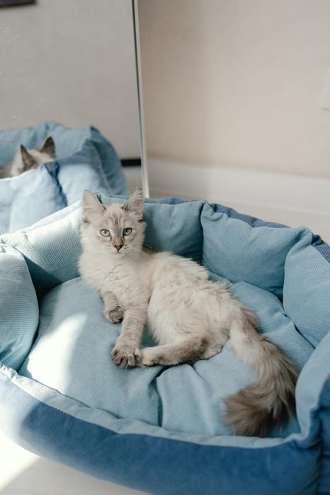 Котенок Айва ищет свой дом!