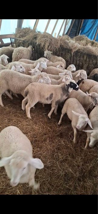 Miei   Paste   - calitate garantata