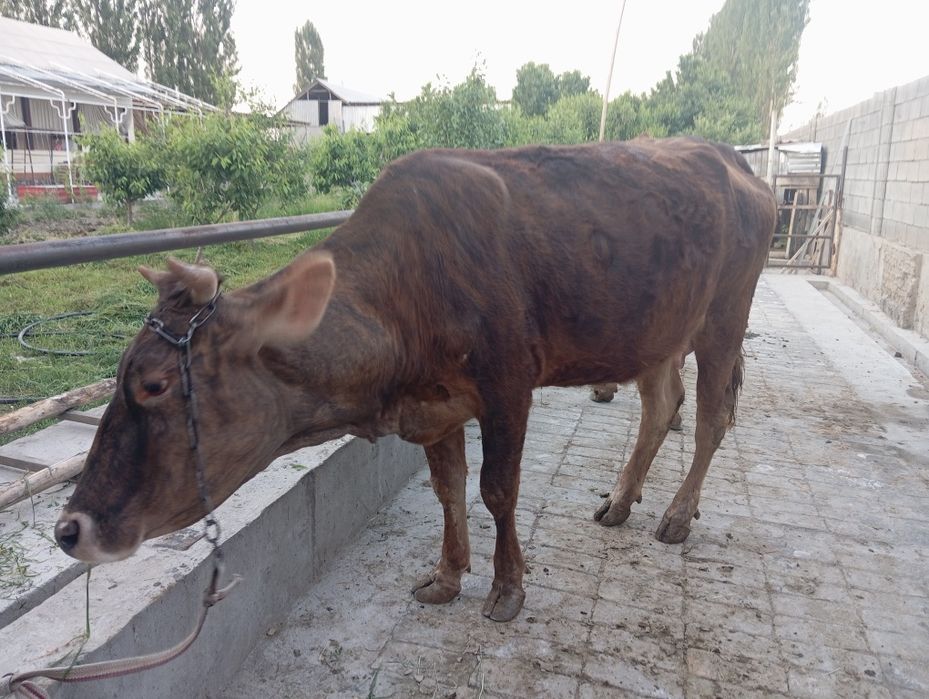 Таргыл сигир сотилади богоз 7ойлик