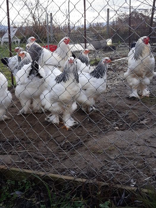 Vînd ouă găini rasă brahma herminat deschis