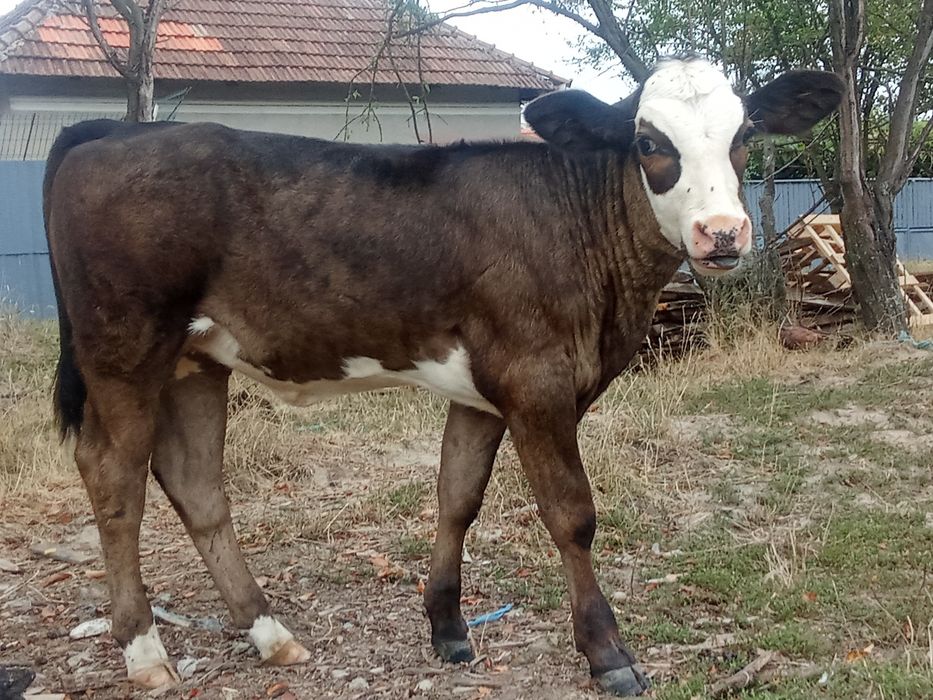 Vând vițeii sugarii