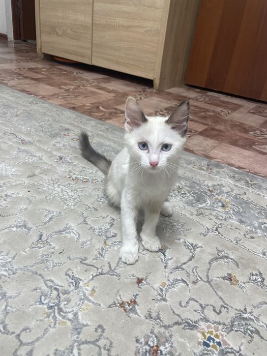 Отдам кошку в хорошие руки