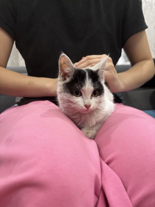 ищем хозяев для котенков