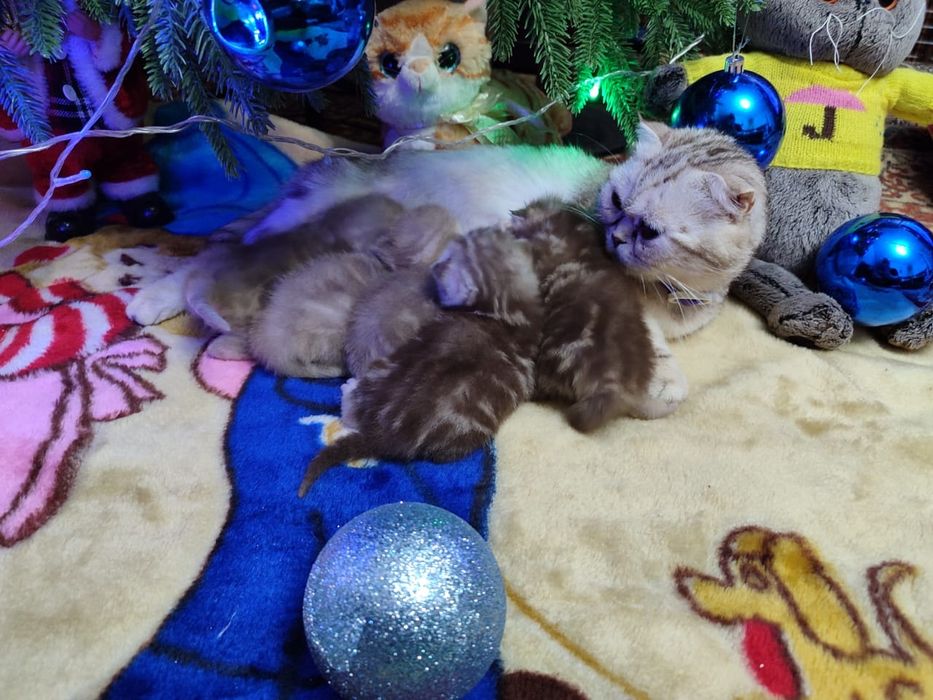 Продаются шотландские котята