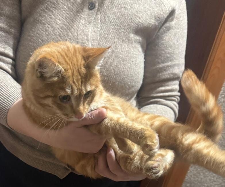 Отдам кота в добрые руки