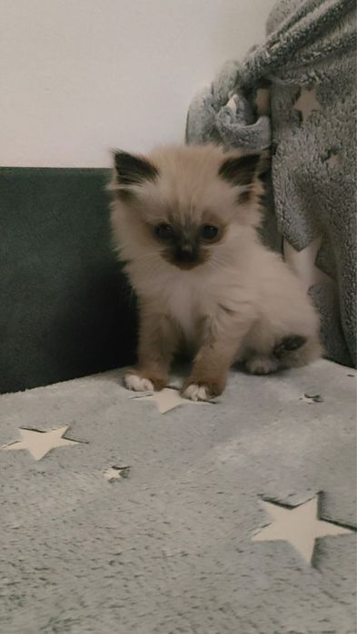 Британский длинношерстный котенок,девочка