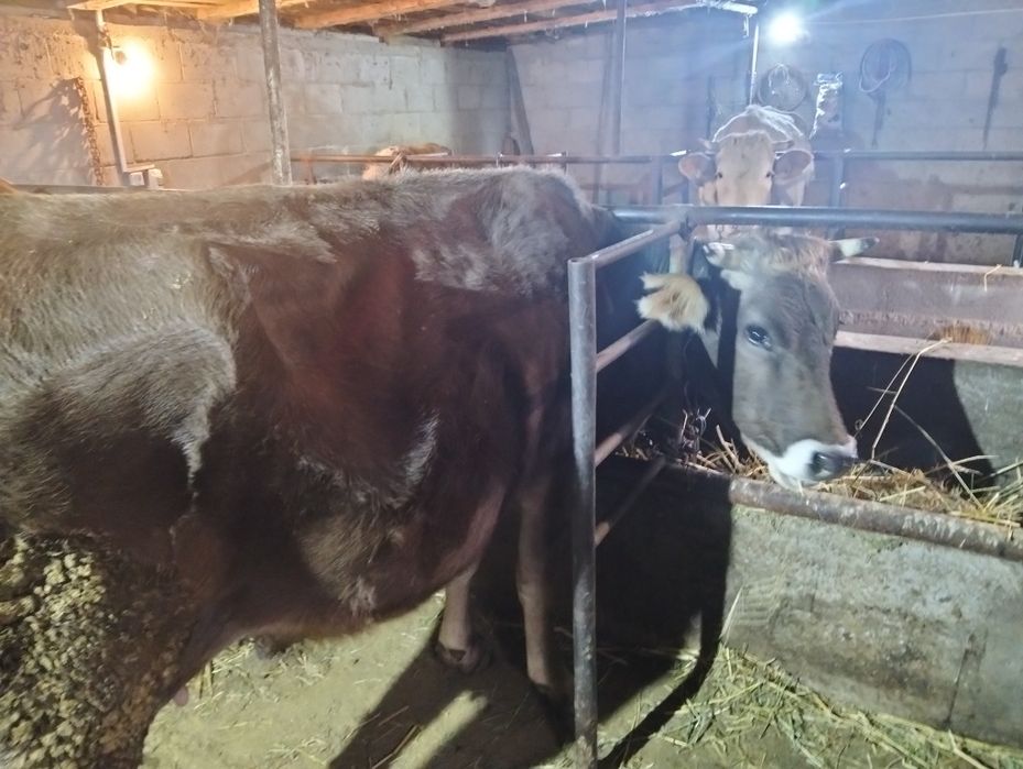 Продам две коровы